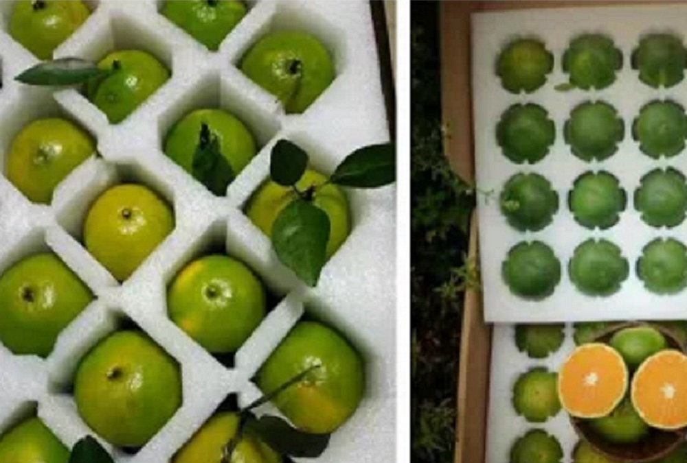 廠家直銷各種EPE珍珠棉泡沫、產(chǎn)品包裝泡沫、水果包裝泡沫等包裝盒內(nèi)襯